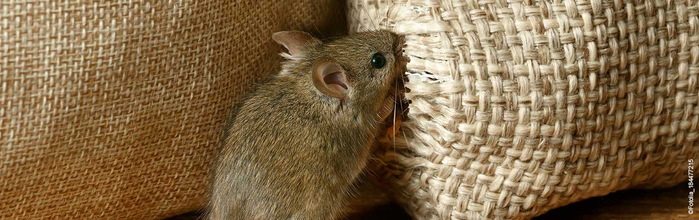 Effektive Schädlingsbekämpfung mit System gegen Ratten und Mäuse