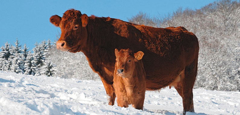Kühe im Schnee auf der Weide
