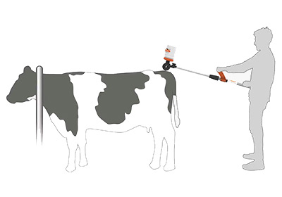 Grafik: Brunsterkennungsfarbe wird mit dem tailpainter Applikator auf eine Kuh aufgetragen
