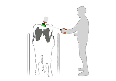 Grafik: Brunsterkennungsfarbe wird mit dem tailpainter Applikator auf eine Kuh aufgetragen