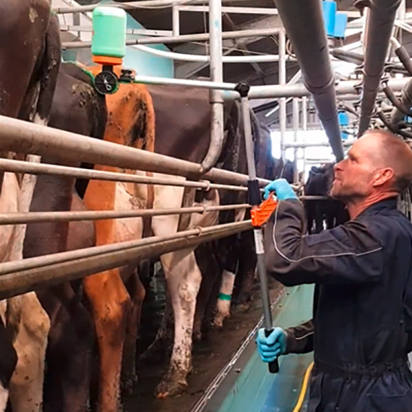 Ein Landwirt markiert Rinder im Stall mit Brunsterkennungsfarbe