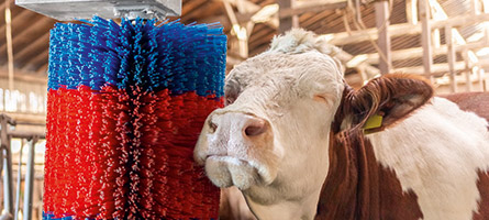 Kuh lässt sich von einer HappyCow Viehbürste im Stall massieren