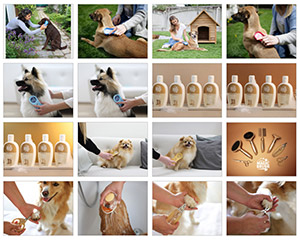 Beispielbild für Imagebilder Download MagicBrush Hund