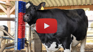 Overlaybild mit YouTube Video Pfeil und Kuh mit Viehbürste im Stall