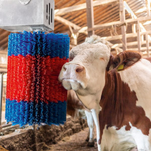 Eine Kuh lässt sich im Kuhstall von einer HappyCow Viehbürste massieren