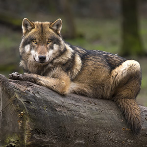 Wolf liegt auf einem Baumstamm im Wald