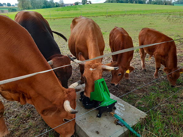 Kühe versammeln sich auf der Weide um eine Tränke, die von einer Weidepumpe mit frischem Wasser versorgt wird.