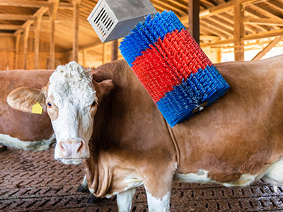 Kühe lassen sich im Stall von der HAPPYCOW Swing Kuhbürste massieren