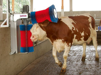 Eine Kuh im Stall lässt sich genussvoll von der Kuhputzmaschine HAPPYCOW Duo Rücken und Seite gleichzeitig massieren