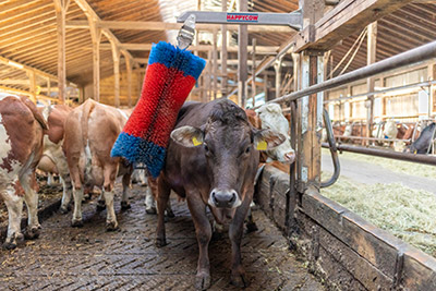 Kuh reibt sich an einer im Stall aufgehängten Pendelbürste