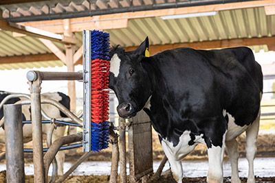 Kuh reibt den Kopf an einer Kratzbürste im Stall