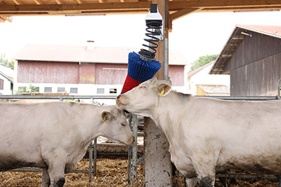 Zwei weiße Kühe reiben ihren Kopf an der manuellen Kuhbürste HAPPYCOW FlexiSwing