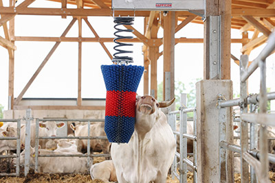 Eine weiße Kuh reiben ihren Kopf an der manuellen Kuhbürste HAPPYCOW FlexiSwing