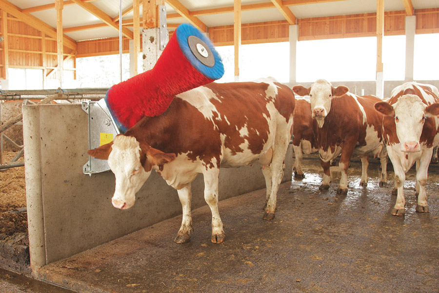 Eine Kuh im Stall lässt sich mit einer HAPPYCOW Viehbürste den Rücken kratzen