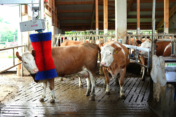 Weiß braune Kühe im Stall mit einer HAPPYCOW Pendelbürste