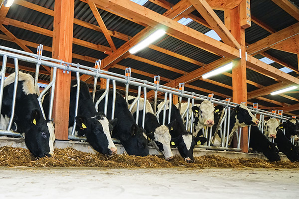 LED Beleuchtung in einem Kuhstall