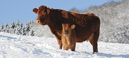 Kuh und Kalb auf einer verschneiten Weide