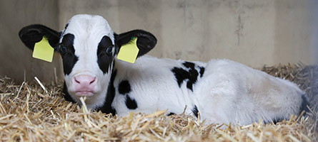 Ein Kalb ins Stroh gekuschelt