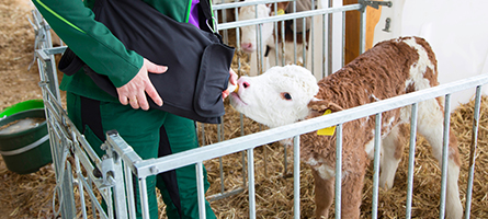 Ein Kalb wird mit Kolostrum gefüttert