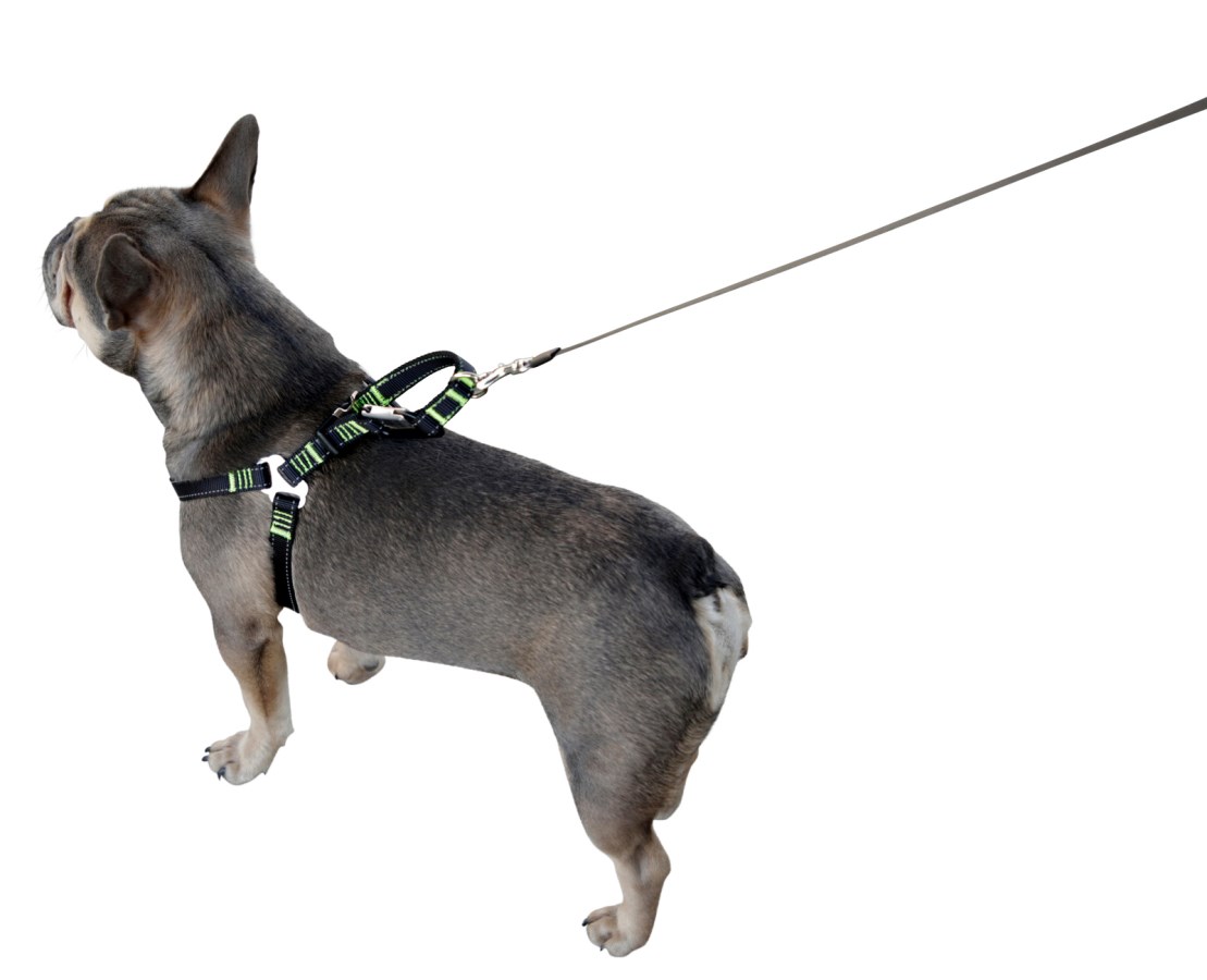 Car Safety Harness Pet Dog Albert Kerbl GmbH