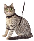 Cat Harness with Leash