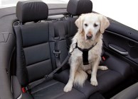 Car Dog Harness
